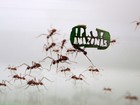 Formigas de zoo alemão carregam folhas com mensagem pró-Amazônia