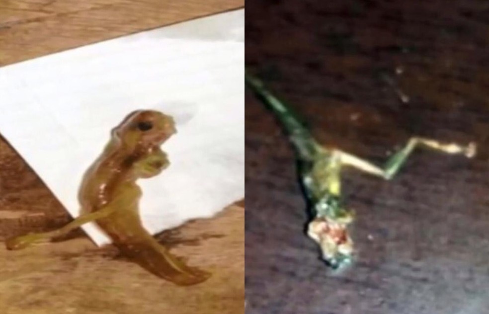 Girinos foram encontrados nas torneiras de moradores de Vilhena (RO) — Foto: Reprodução/Redes Sociais 