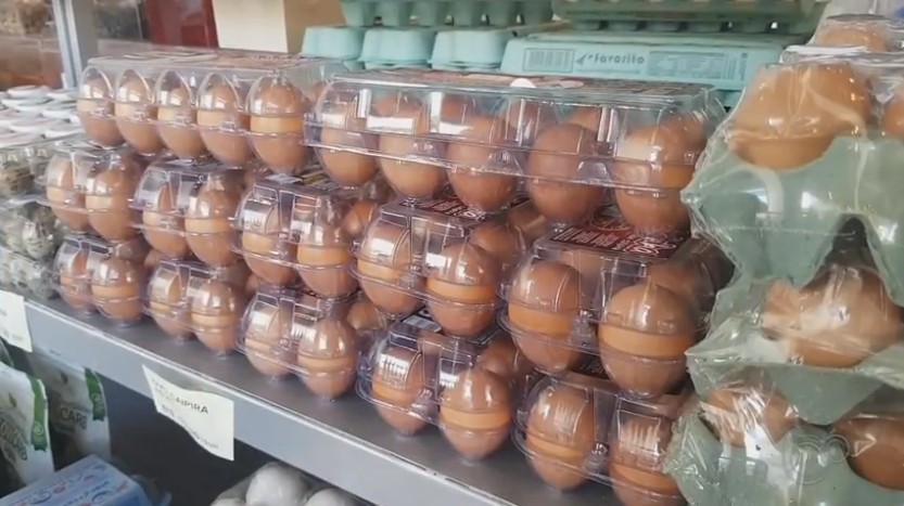 Exportação de ovos tem alta de 142,5% no início de 2021 thumbnail