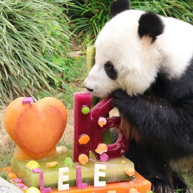 An An, o panda gigante do zoológico da China, celebrou um marco pessoal e de toda a espécie no final do mês passado quando completou 35 anos (Foto: Reprodução/ @hkoceanpark)