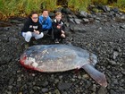 Peixe gigante é encontrado em praia no Alasca 
