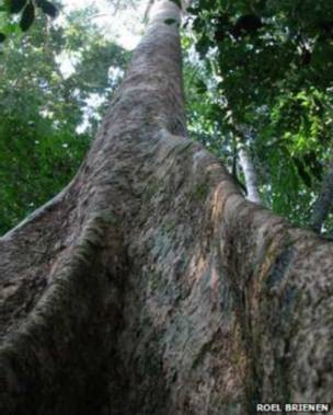 Amazônia abriga 17% do carbono estocado pela vegetação do planeta. As árvores maiores guardam carbono 'por décadas ou séculos', diz cientista (Foto: Roel Brienen/BBC)