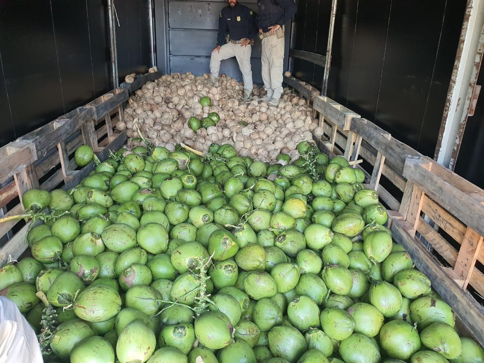 Polícia encontrou maconha em carga de coco levada por caminhão na BR-101 — Foto: Divulgação/PRF