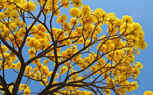 Ipê-amarelo: conheça três espécies populares da árvore e as diferenças -  Casa e Jardim | Plantas