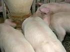 Alta na exportação provoca reação no preço da carne suína no Brasil