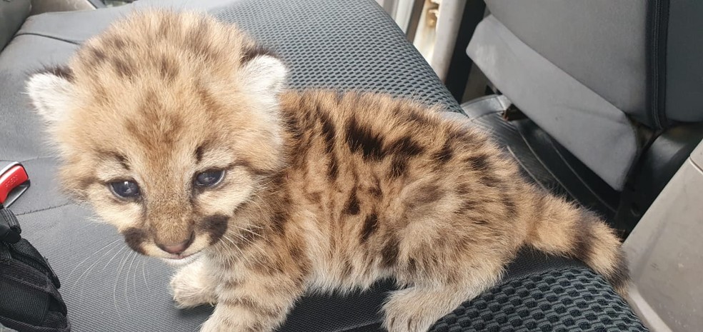 Animal estava perdido em uma propriedade rural, no município de Reginópolis (SP) — Foto: Polícia Ambiental/Divulgação