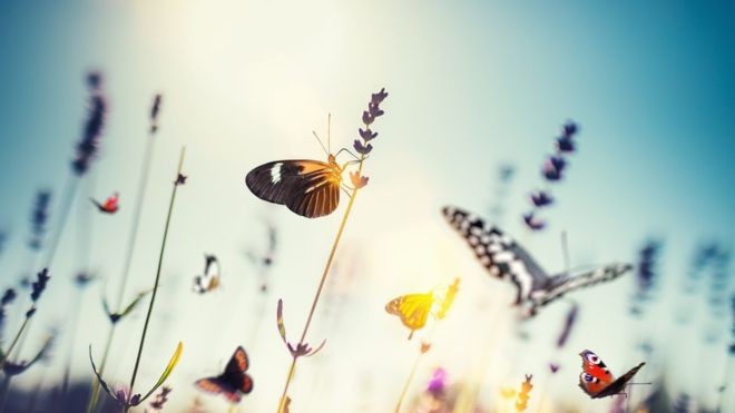 A população de diversas espécies de borboletas está em declínio, além de abelhas e libélulas (Foto: Getty Images via BBC News Brasil)