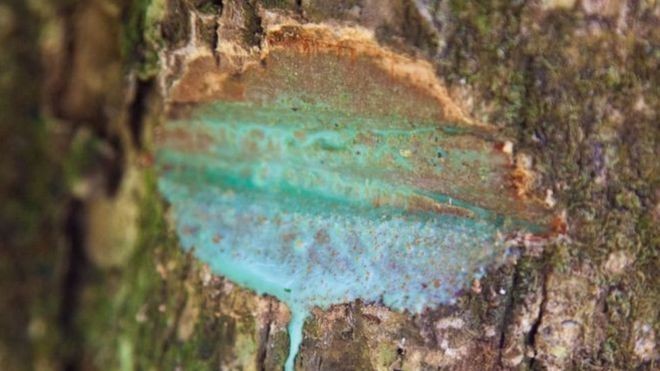 Pesquisadores descobriram que árvore do Pacífico Sul tem 25% de níquel em sua composição (Foto: ANTONY VAN DER ENT/BBC)