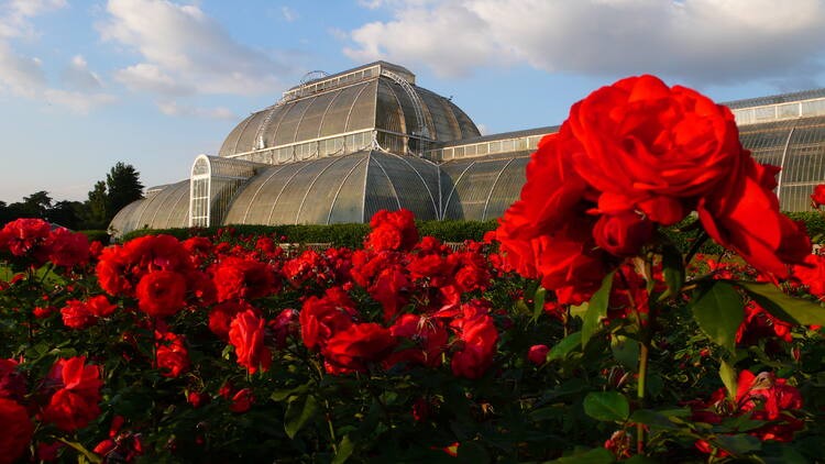 Royal Botanic Gardens, Kew - Inglaterra (Foto: Amos Chapple)