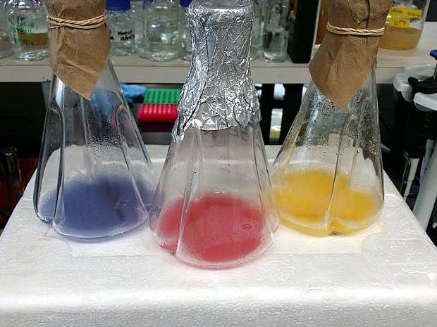 Proteínas utilizadas nos testes de colorimetria e fixação  (Foto: Grupo SynBio Unesp AQA)