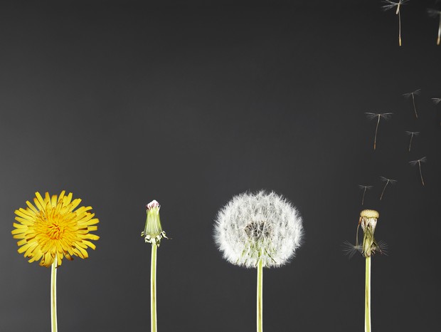 4 stages of a dandelion  (Foto: Getty Images)