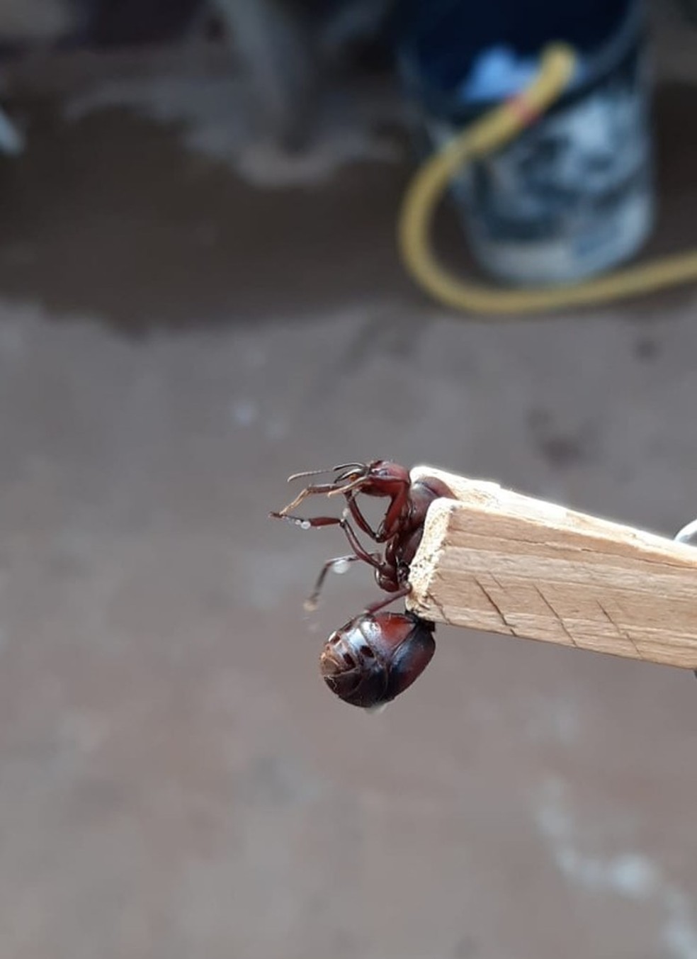 Formigas saúvas deixam os ninhos neste período do ano para acasalar. — Foto: Silvana Jardim