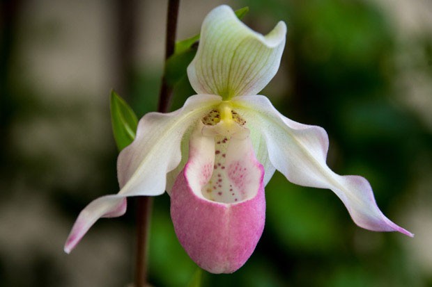 Paphiopedilum orchid flower (Foto: Getty Images/iStockphoto)