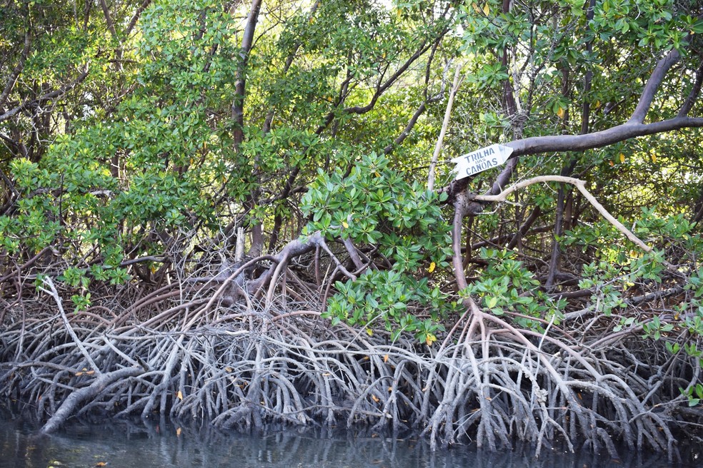 Raízes suspensas das plantas tornam as trilhas ainda mais estreitas em meio ao mangue – Guamaré – RN – Turismo – Novembro de 2017 — Foto: Maxwell Almeida