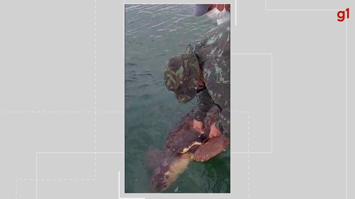 VÍDEO: Tartaruga marinha presa com rede de pesca é resgatada na Baía de Todos os Santos | Bahia