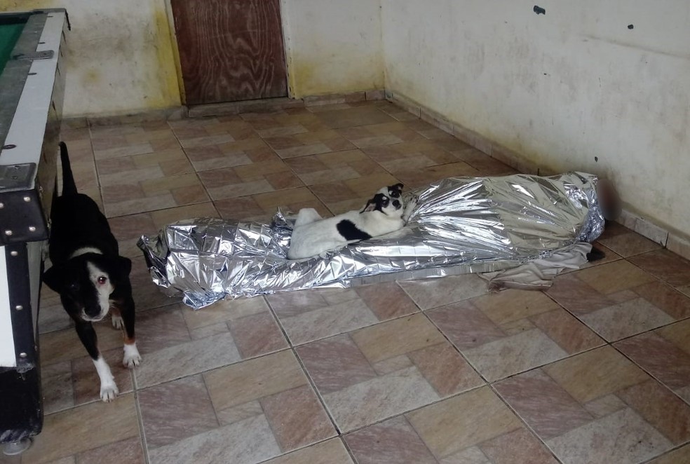 Animais protegeram corpo do dono e não deixaram ninguém se aproximar após ele falecer em Peruíbe, SP — Foto: g1 Santos