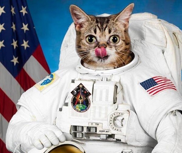 Montagem coloca Lil Bub como astronauta (Foto: Instagram)