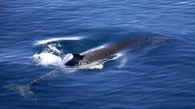Muitas baleias estão em risco de extinção, mas as baleias-de-minke, os principais alvos de caça no Japão, não fazem parte dessa lista (Foto: SCIENCE PHOTO LIBRARY)