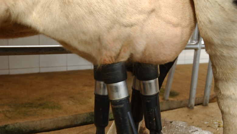 leite-pecuaria-ordenha-automatizada-pecuaria-leiteira-vaca (Foto: Ernesto de Souza/Ed. Globo)