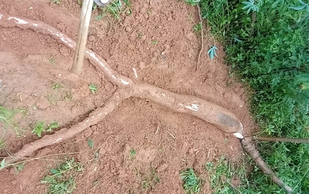 Moradores colhem mandioca com quase 3 metros, em chácara de Catalão