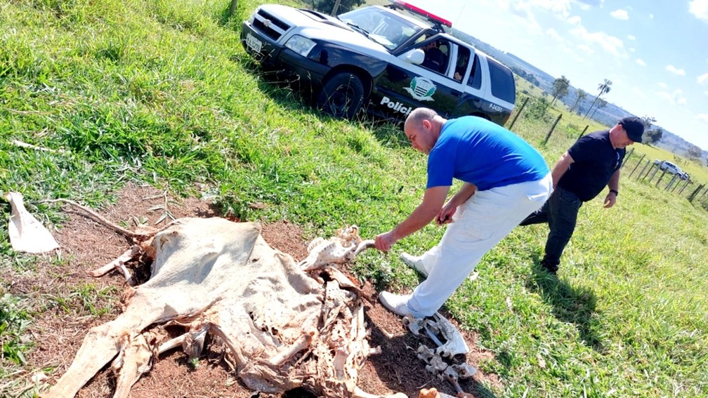 Polícia investiga maus-tratos e morte de gado deixado sem comida e água em fazenda de Avaí  — Foto: Nature Vitae/Divulgação