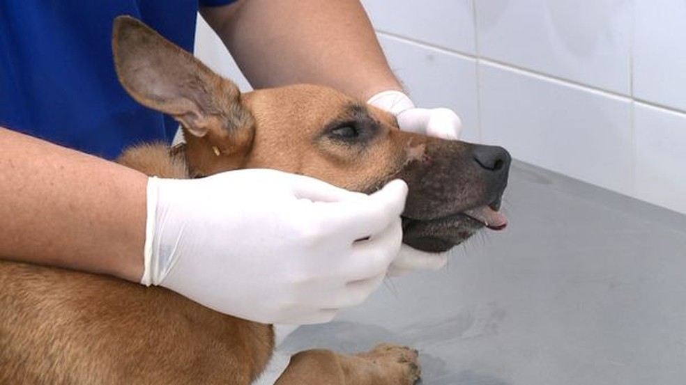 O cachorro, apelidado de "Russo", precisou ser sedado e levou pontos para fechar o ferimento, que não foi profundo. — Foto: Divulgação