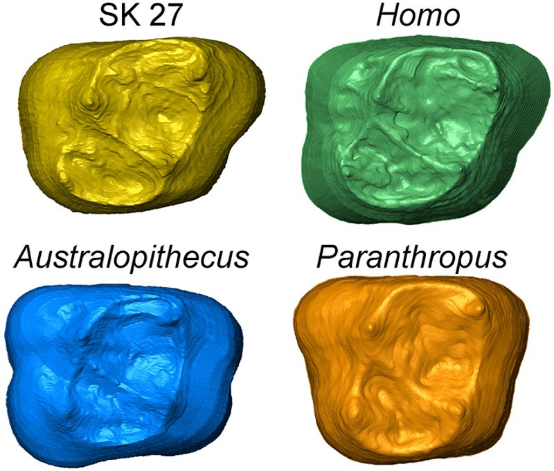 Análises morfométricas do esmalte de dentes de hominídeos  (Foto: Southern Cross University)