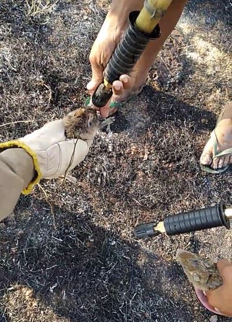 Preás receberam água após serem encontrados com partes do corpo queimadas em incêndio em vegetação no distrito de Pombo, em Caridade. — Foto: Reprodução