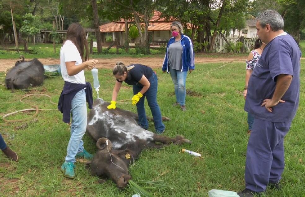Voluntários deram alimentos e cuidados a búfulos em situação de abandono em fazenda de Brotas — Foto: Reprodução EPTV