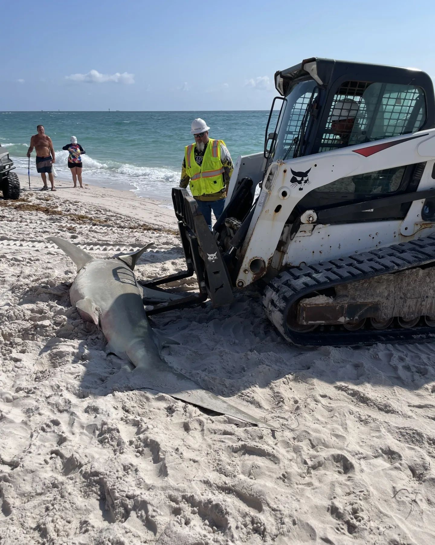 Nos EUA, tubarão prenha de 3,5m é encontrada morta em praia da Flórida (Foto: Reprodução/Instagram)