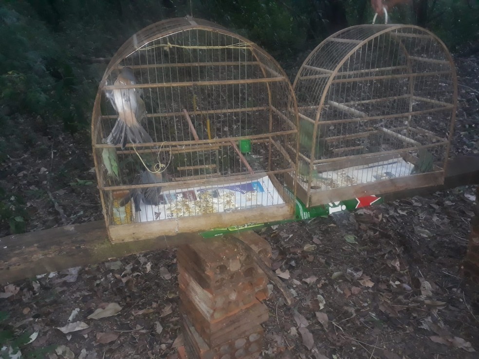 Polícia Ambiental resgatou sete aves que eram mantidas em cativeiro, em Adamantina — Foto: Polícia Ambiental