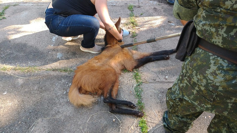 Polícia Ambiental foi acionada para fazer a transferência do animal para Presidente Prudente — Foto: Polícia Ambiental