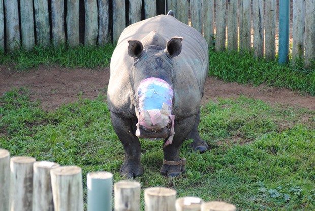 Rinoceronte Hope está recebendo tratamento: intenção de grupo é que animal volte à natureza e se reproduza (Foto: Suzanne Boswell Rudham/Saving the Survivors via AP)