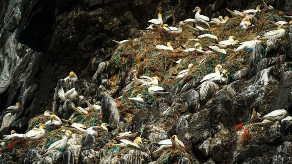 Pássaros da Noruega construíram seus ninhos com cordas plásticas e linhas de pesca — Foto: Simon Pierce