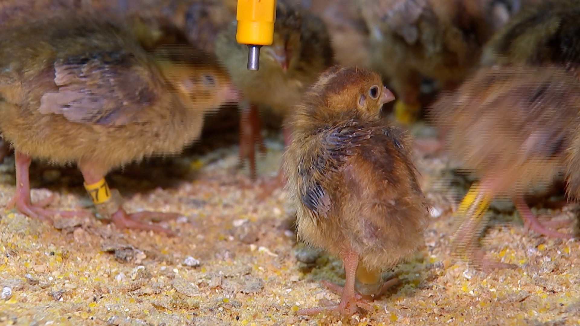 Granjas investem na produção de ovos de codorna