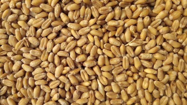 trigo, grãos, plantação (Foto: Unsplash)