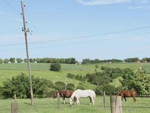 Fio de energia cai e mata cavalo em área rural de Itaporanga