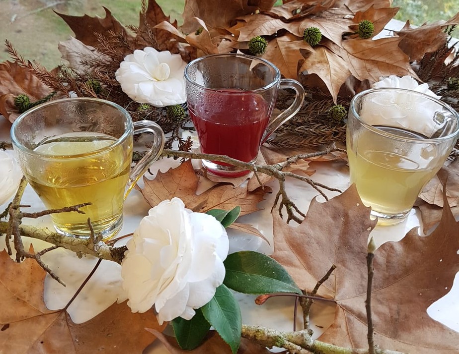 Chás para você consumir o ano todo | Espiritualidade e Bem-estar | O Globo