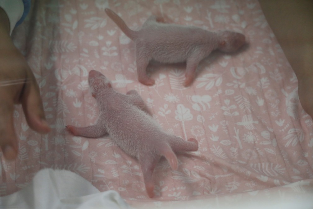Bebês gêmeos de panda nasceram na Bélgica — Foto: Benoit Bouchez Pairi Daiza/Reuters