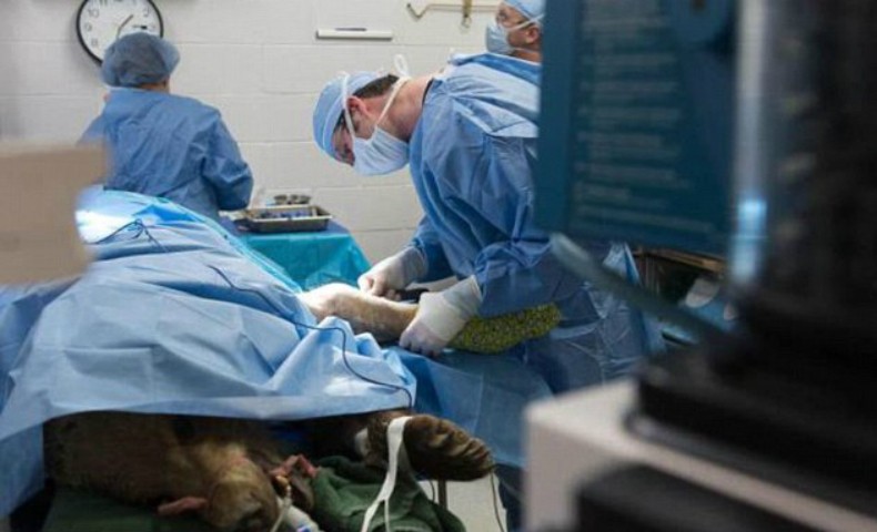 urso_cirurgia_planeta_bicho (Foto: Divulgação/Colorado State University)