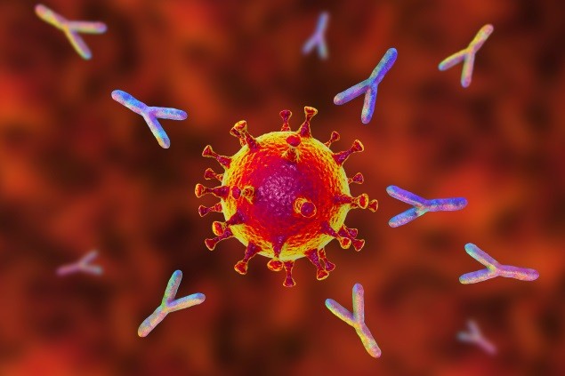 Em 36% das pessoas infectadas, mas não vacinadas, avaliadas no estudo, os anticorpos não eram mais detectáveis ​​quase 1 ano após a infecção (Foto: CDC)