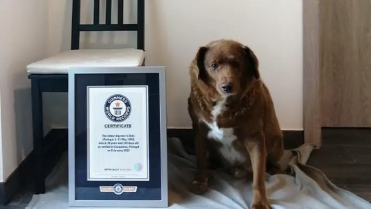 Aos 30 anos, pet ganha título de cachorro mais velho de todos os tempos