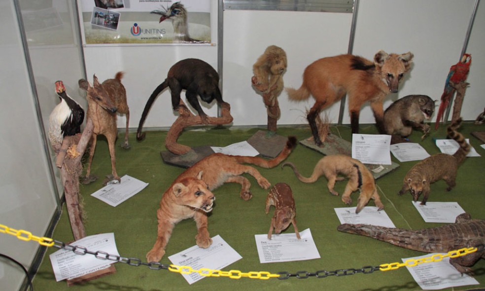 Animais que morreram em acidentes são expostos  — Foto: Nonato Silva/Governo do Tocantins