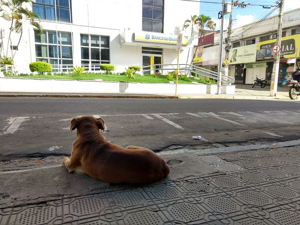 Moradores da região esperam que cachorro seja adotado por alguma família  — Foto: Valéria Alves/Sistema Verdes Mares