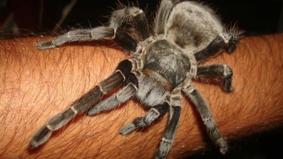 Analgésico feito a partir de substância extraída de aranha é desenvolvido no Brasil — Foto: Vini Christ/BBC