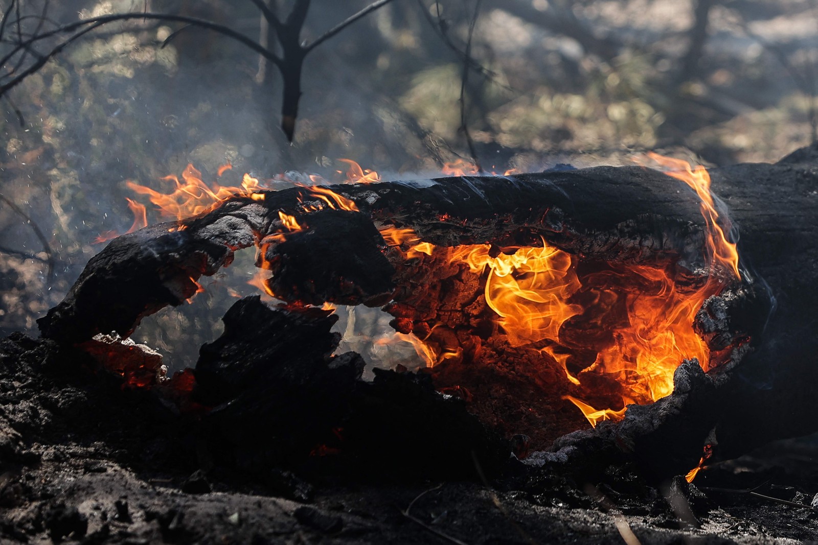 Tronco arde em chamas  no fundo da Duna du Pyla, perto de La Teste-de-Buch, sudoeste da França  — Foto: THIBAUD MORITZ / AFP