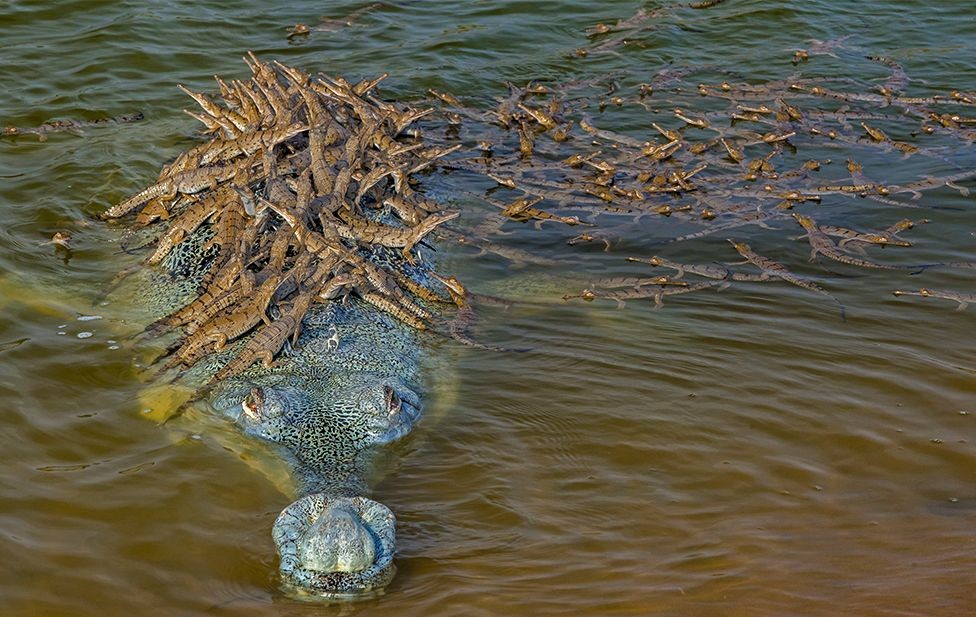 Quantos crocodilos cabem em uma foto? thumbnail