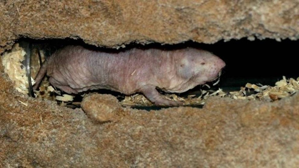 O estilo de vida subterrâneo dos ratos-toupeiras-pelados ajuda a protegê-los do frio, da chuva e de outros extremos climáticos — Foto: Alamy via BBC