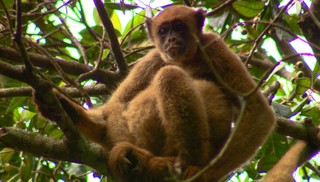 Paixão de pesquisadora dos EUA por macaco brasileiro aumenta população dos muriquis na Mata Atlântica
