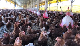 Agricultura, Meio Ambiente e Saúde discutem ações conjuntas contra gripe aviária